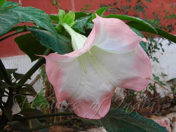 Magnificent Angel's Trumpet
